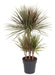 dracaena-bicolor-45-carrousel-o21cm-↕100cm