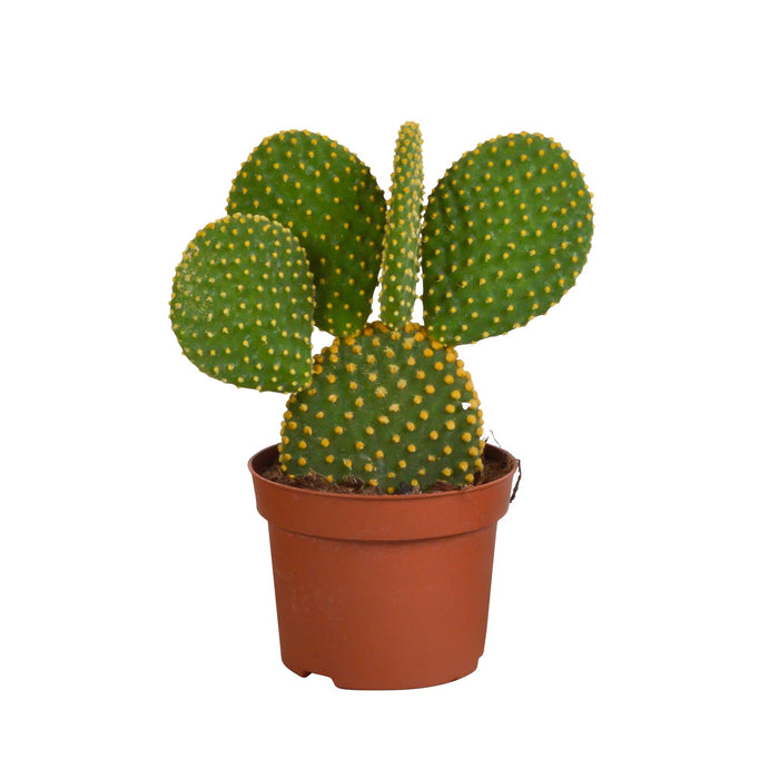 opuntia-microdasys-12cm-zonder-pot