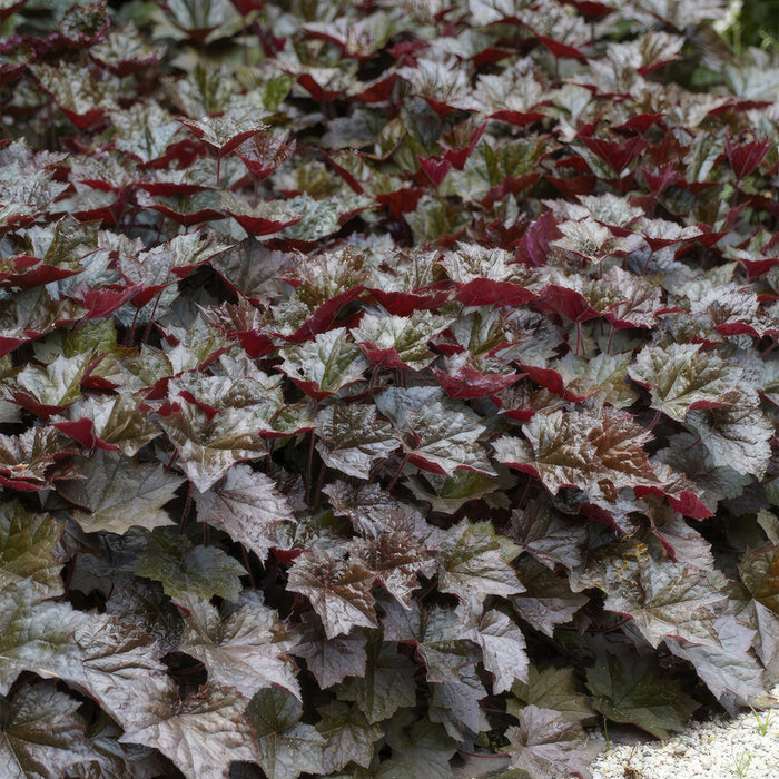 heuchera-mic-palace-purple-↕25cm-o9cm