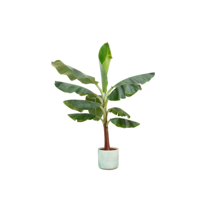 combi-deal-bananenplant-musa-inclusief-ocean-round-pacifisch-groen-o22-120-cm