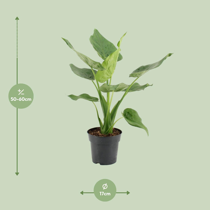 alocasia-cucullata-o17cm-↕55cm