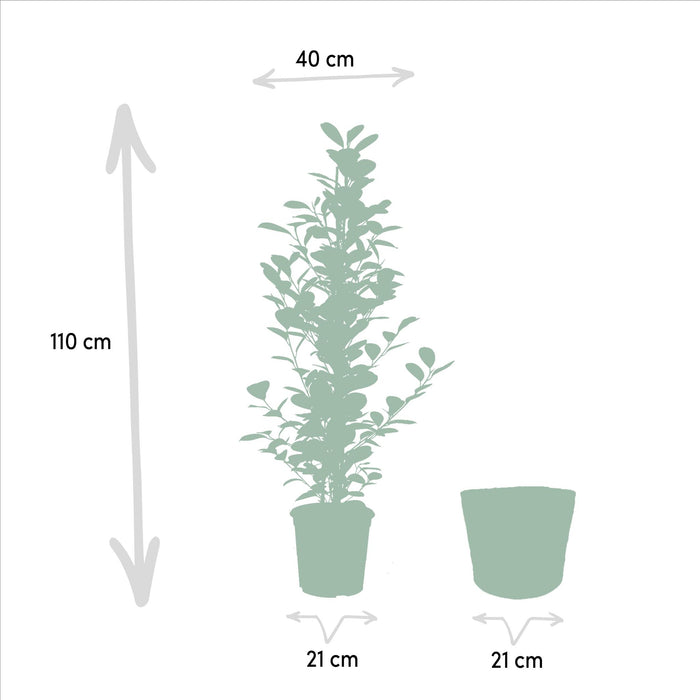 ficus-benjamina-danielle-95cm-o21cm-ficus-benjamina-twilight-95cm-o21cm-ficus-microcarpa-moclame-95cm-o21cm-incl-mand-igmar