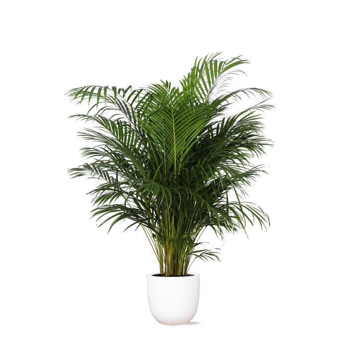 dypsis-lutescens-areca-palm-o27cm-↕160cm-in-boule-wit-pot