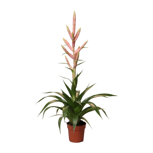 tillandsia-dolce-o12cm-↕60cm