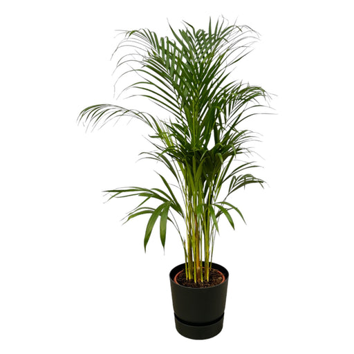 areca-palm-110cm-o21cm-inclusief-elho-greenville-round-zwart-d24xh23