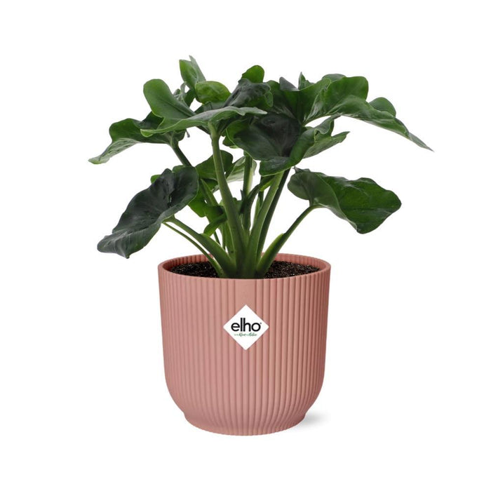 philodendron-atom-in-elho-vibes-fold-14cm-roze