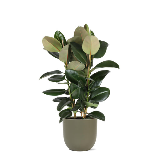 ficus-elastica-robusta-o27cm-↕115cm-in-boule-olijf-pot