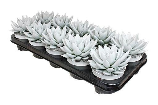 echeveria-coloured-white-pet-free-glitter-o10-5cm-↕15cm