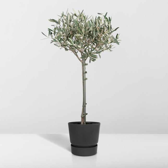 olea-o19-90cm