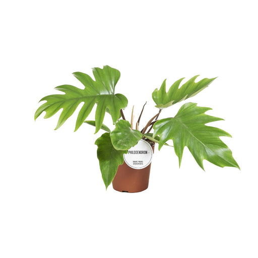 philodendron-mayoi-o15cm-↕35cm