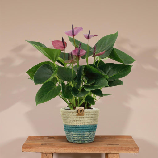 anthurium-andreanum-baby-purple-incl-pure-mand-45cm-o12