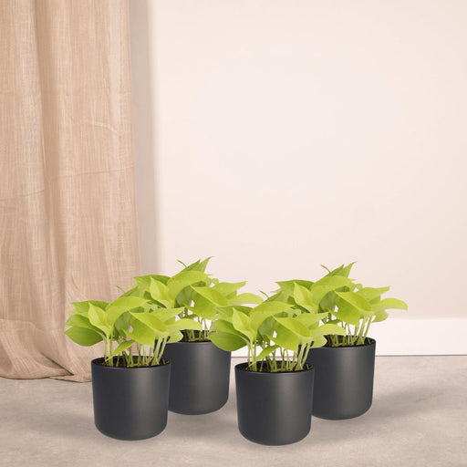 4x-epipremnum-golden-pothos-scindapsus-15cm-o12