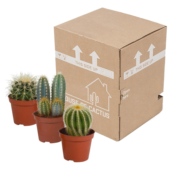 cactus-mix-8-5-cm-3x-zonder-pot