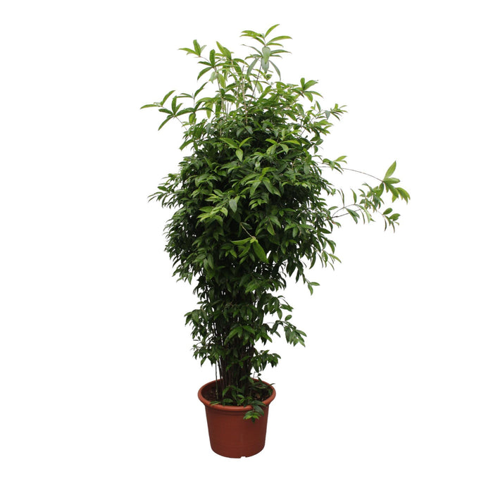 dracaena-surculosa-300-cm-o60