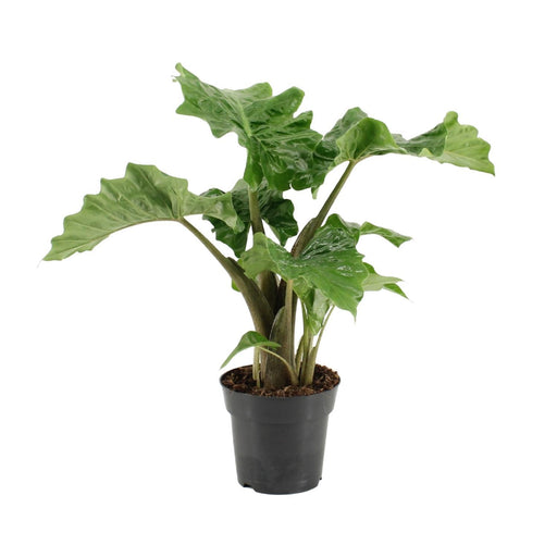 alocasia-low-rider-o17cm-↕50cm