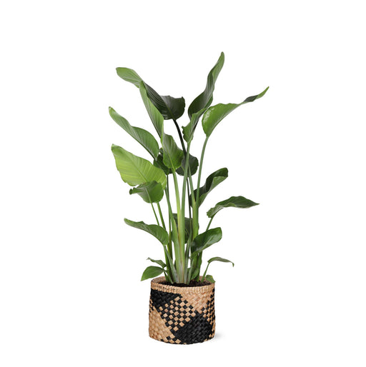 strelitzia-nicolai-o24cm-↕120cm-in-albury-black-print-mand