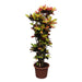 codiaeum-iceton-croton-iceton-220-cm-o50