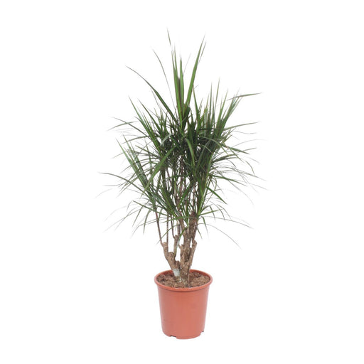 dracaena-marginata-o27cm-↕130cm