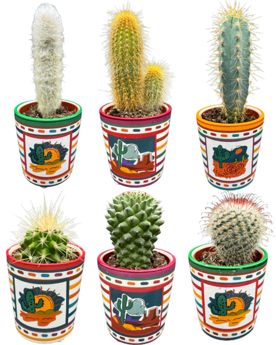 cactus-mix-↕8-15cm-6-stuks-mexico-o7-5-cm