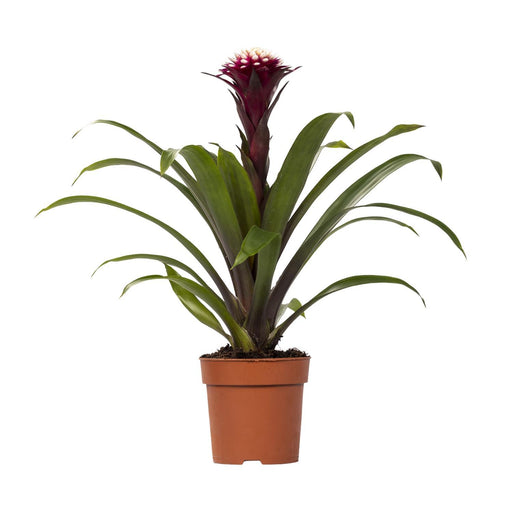 guzmania-fransesca-o12-↕45