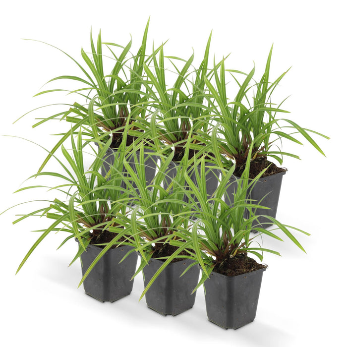 6x-carex-morrowii-irish-green-↕10-25cm-o9cm