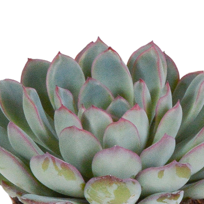 echeveria-mix-8-5-cm-3x-in-witte-pot