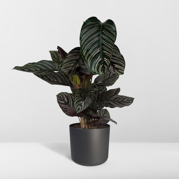 calathea-ornata-o19-75cm