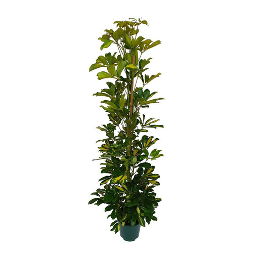 schefflera-arboricola-gerda-o20cm-↕90cm