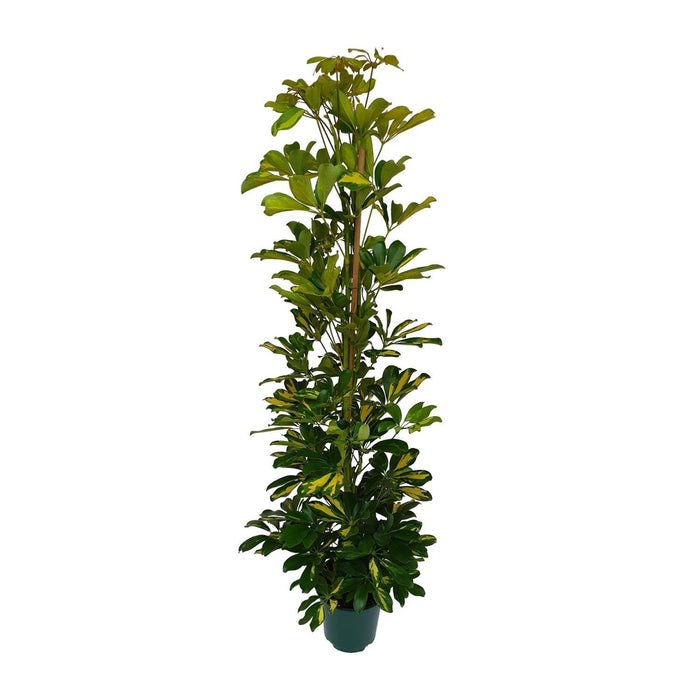 schefflera-arboricola-gerda-o20cm-↕90cm