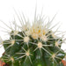 cactus-en-vetplanten-mix-5-5-cm-15-stuks-zonder-pot