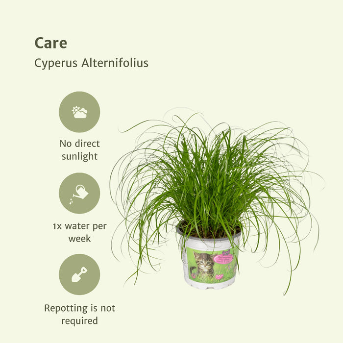 4x-cyperus-alternifolius-kattengras-20cm-o12