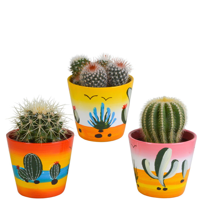 bolcactus-mix-8-5-cm-3-stuks-in-mexicaanse-pot