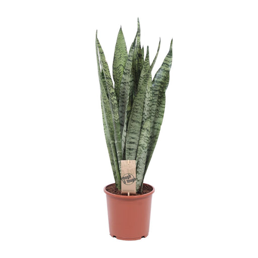 sansevieria-zeylanica-o17cm-↕70cm