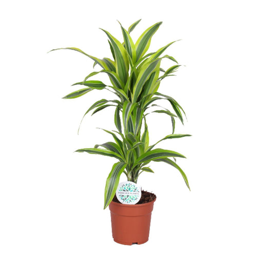 dracaena-lemon-lime-o17cm-↕65cm