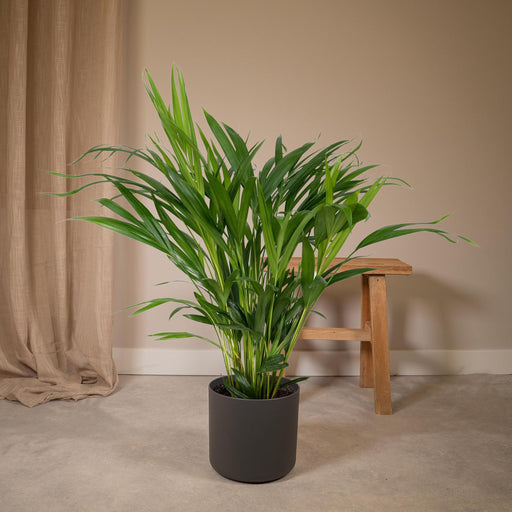 dypsis-lutescens-o17-60cm