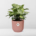 syngonium-arrow-in-elho-vibes-fold-14cm-roze