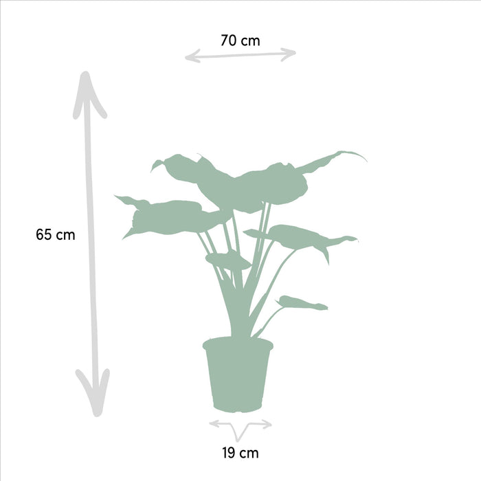 alocasia-cucullata-60cm-o19cm-alocasia-lauterbachiana-75cm-o19cm