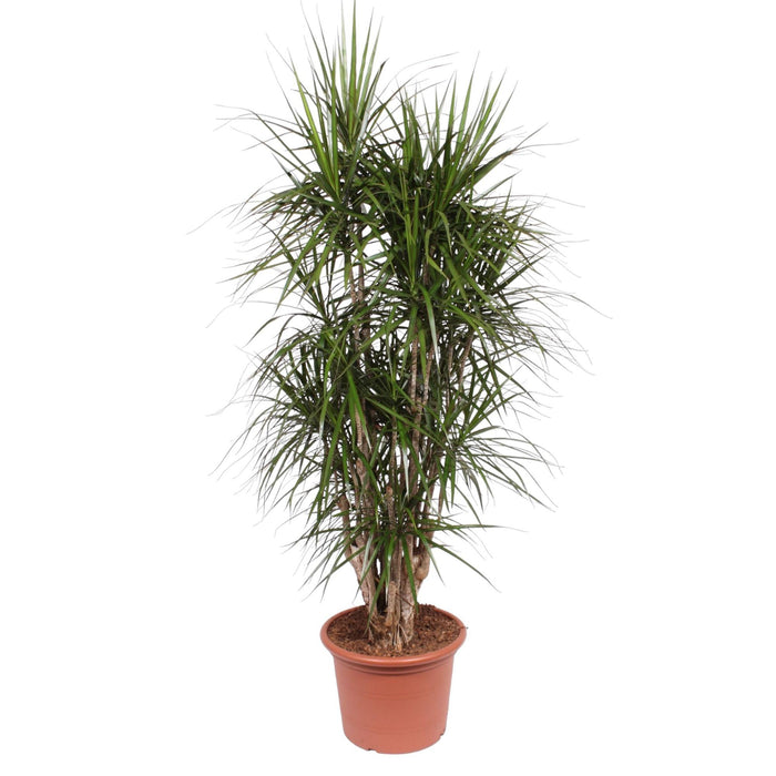 dracaena-marginata-vertakt-190-cm-o45