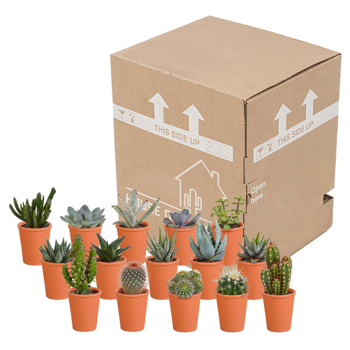 cactus-en-vetplanten-mix-5-5-cm-15-stuks-in-terracotta-pot