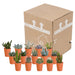 cactus-en-vetplanten-mix-5-5-cm-15-stuks-in-terracotta-pot