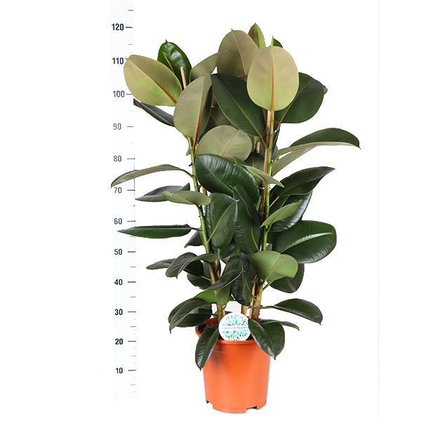 ficus-elastica-robusta-o27cm-↕115cm-in-boule-antraciet-pot