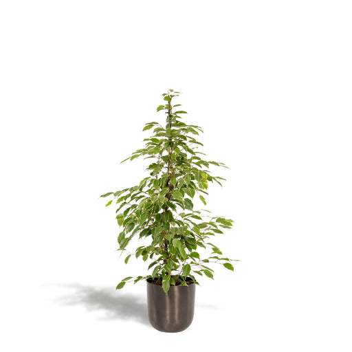 ficus-benjamina-goldenking-95cm-o21cm-pot-mayk-lead