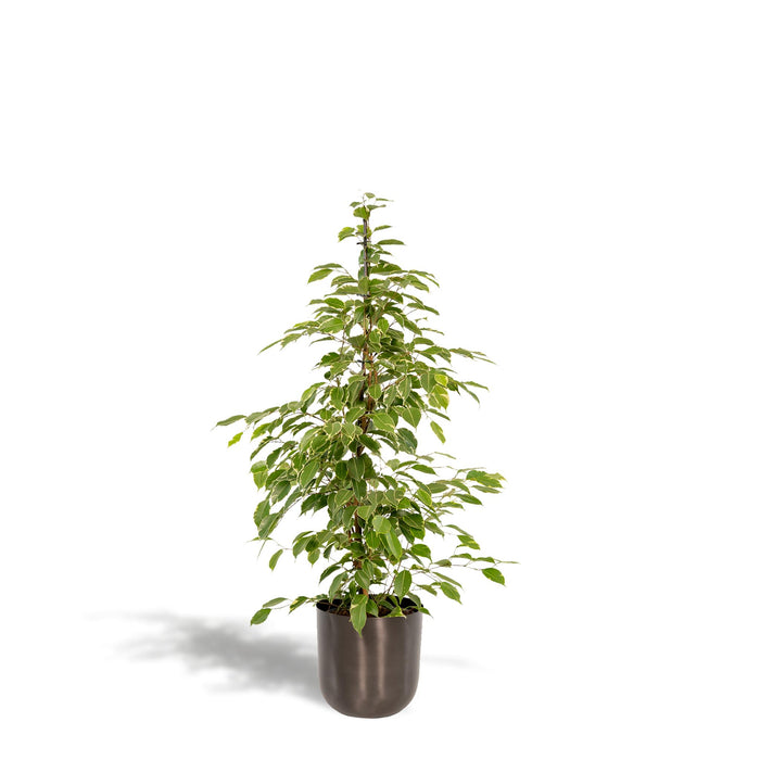 ficus-benjamina-goldenking-95cm-o21cm-pot-mayk-lead