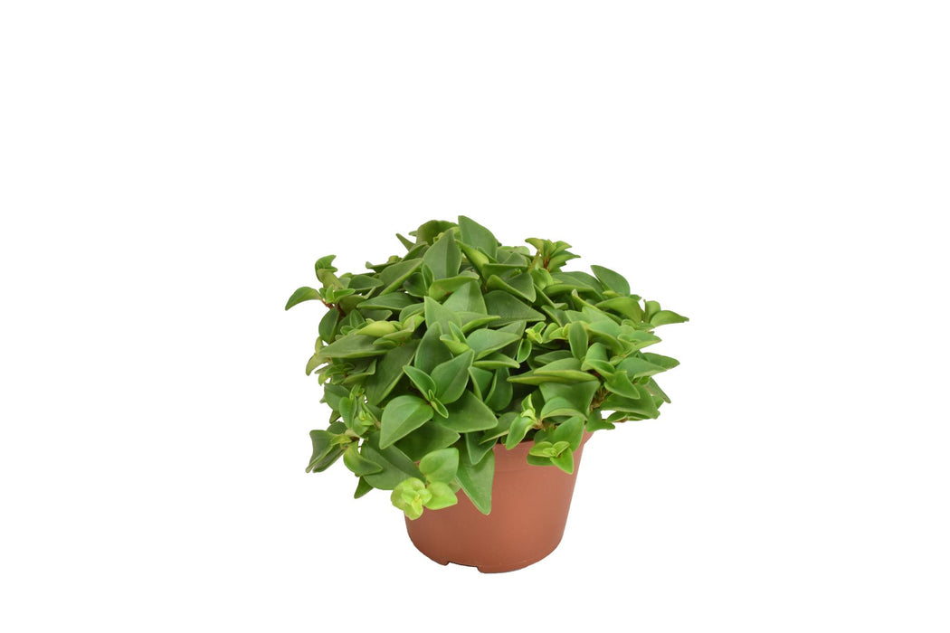 peperomia-marcello-o10-5cm-↕15cm