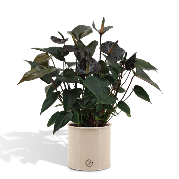 anthurium-andreanum-black-love-incl-pure-zink-45cm-o12