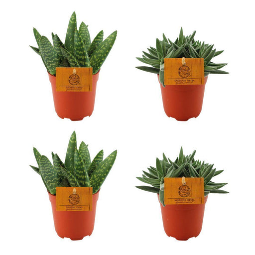 2x-aloe-paradisicum-2x-crassula-tenelli-4-stuks-o10-5cm-↕10cm