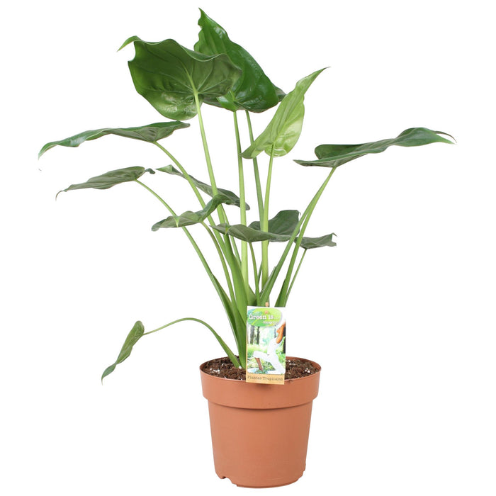 alocasia-cucculata-o21cm-↕80cm