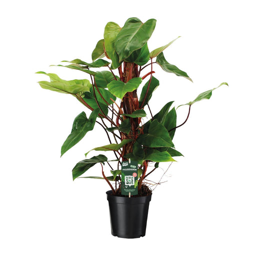 philodendron-red-emerald-o19-↕80