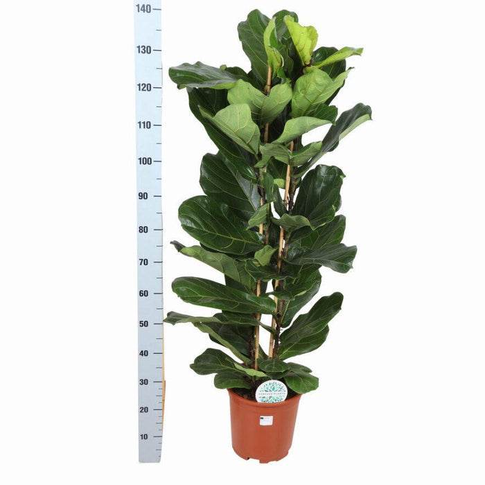 ficus-lyrata-o27cm-↕140cm