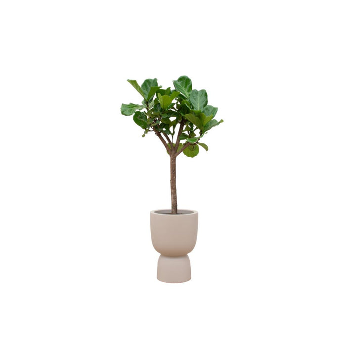 combi-deal-ficus-lyrata-boom-inclusief-elho-pure-coupe-beige-o41-210-cm